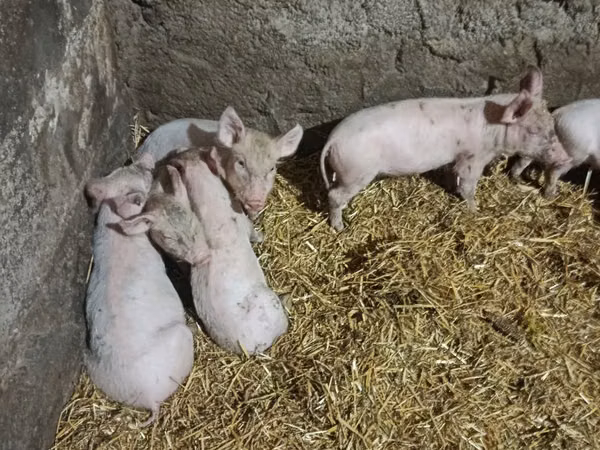 Sow, Pigs