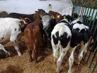 Bou, Bovine — foto 5