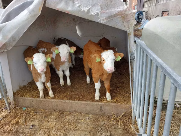 Tyre, Simmental cattle