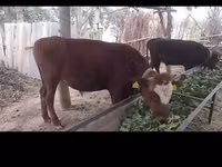公牛, Cattle — 照片 1