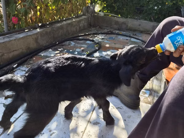Goat, Goats — Kazakhstan