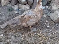 Ducks — foto 2