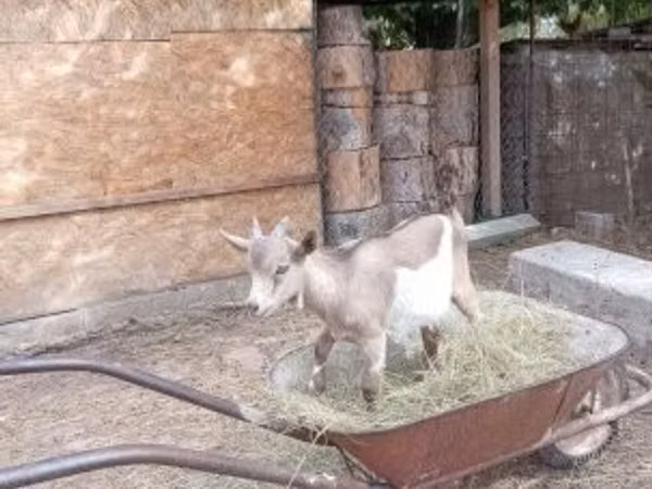 Mbuzi dume, Mbuzi — Hungaria