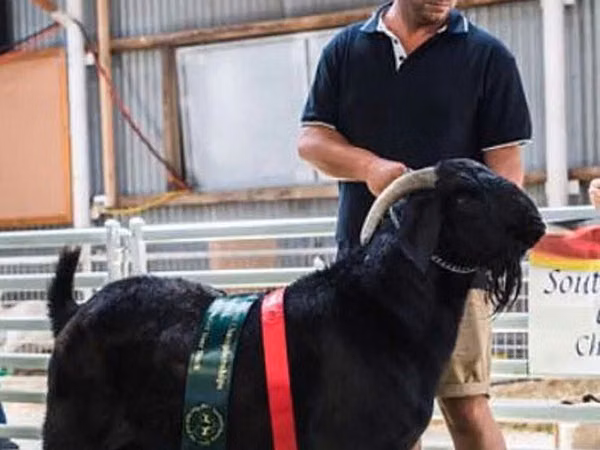 Goat, Boer goat