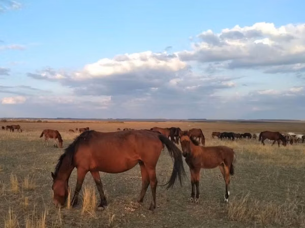 Kuda betina, Kazakh horse — Kazakhstan