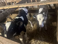 सांड, Russian Black pied cattle — फ़ोटो 2