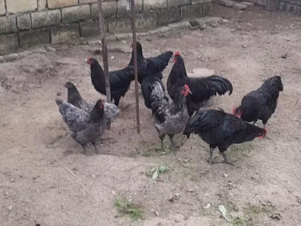 Australian Pit Game fowl