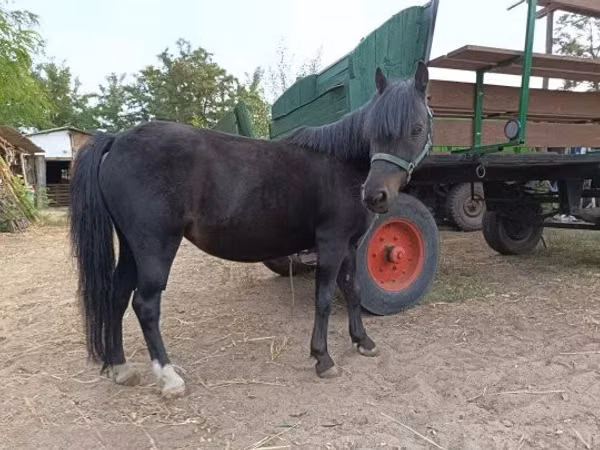 Mare, Horses — Hungary