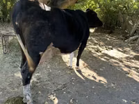 母牛, Holstein breed — 照片 3