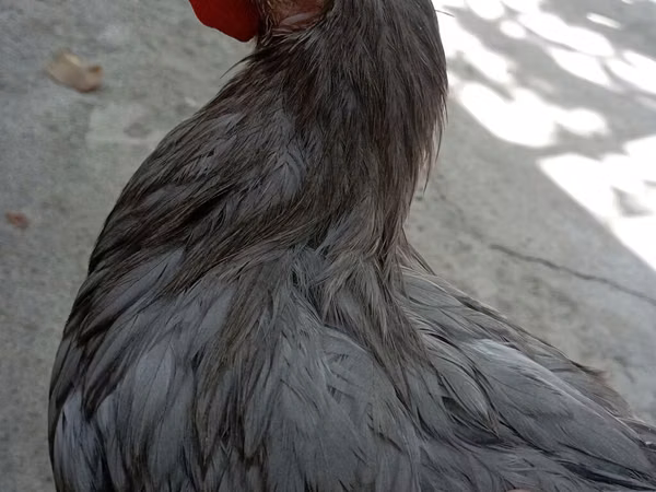 Chickens — কিরগিজিস্তান