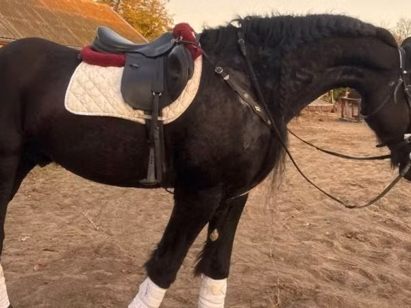 Horse (M), Friesian