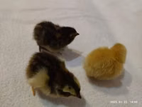 Quails — foto 3