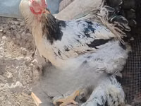 Brahma — foto 1