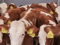 ԽՍԿ (խումբ, սեռը նշված չէ), Simmental cattle — լուսանկար 6
