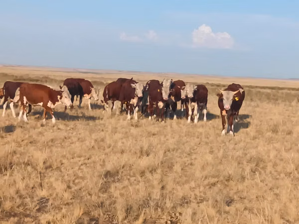 公牛, Kazakh White-headed cow — 哈萨克斯坦