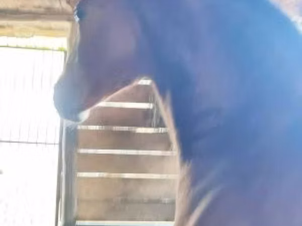 Асп, Nonius horse