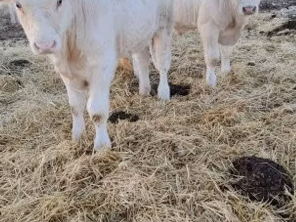Tyre, Charolais cattle