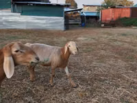 Ram, Arashan sheep — photo 5