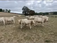 公牛, Charolais cattle — 照片 3