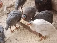 Guinea fowl — ảnh 5