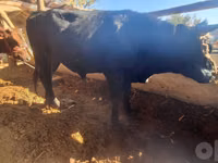 公牛, Cattle — 照片 6