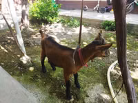 ஆண் வெள்ளாடு, Alpine goat — புகைப்படம் 4