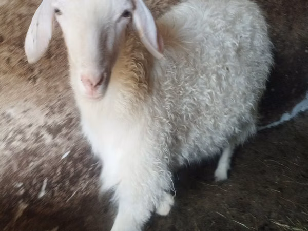 Goat, Goats