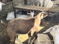 Get, LaMancha goats — foto 3