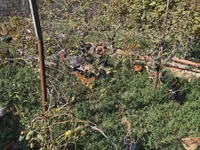 Chickens — photo 3