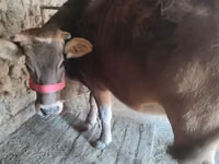 Bull, Cattle — photo 2