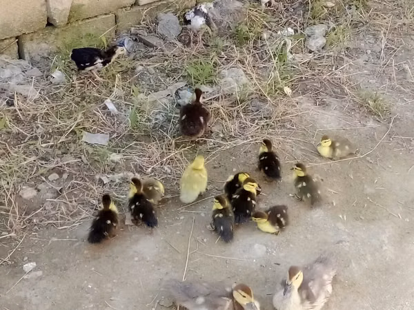 Ducks — Azerbaïdjan