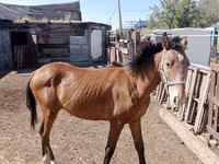 اسب نر, Kazakh horse — عکس 4
