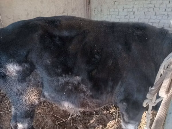Bull, Cattle
