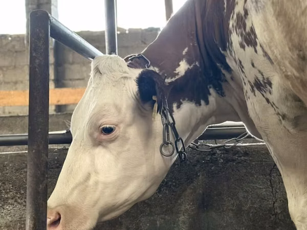 Vache, Simmental cattle — Kirghizstan