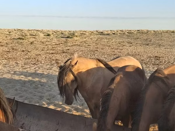 Horse (M), Kazakh horse — Kazakhstan