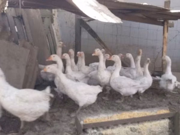 Geese