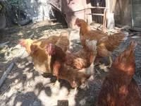 Chickens — عکس 2