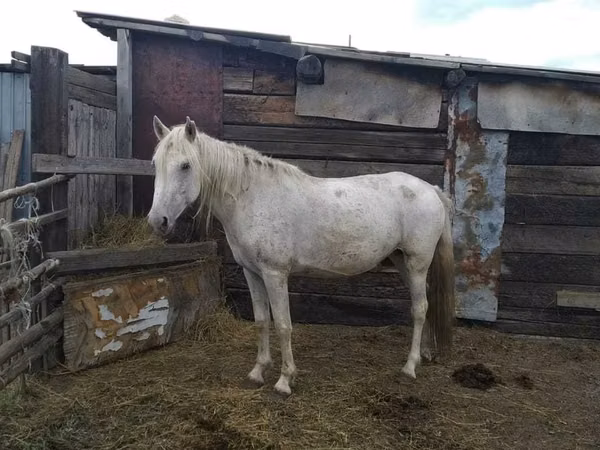 Kuda betina, Horses — Kazakhstan