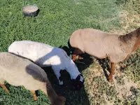 Kos, Arashan sheep — 3. fotó