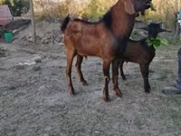 แพะตัวผู้, Nubian Goat — รูปภาพ 1