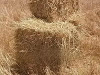 Hay Bales and Rhodes Grass — foto 1