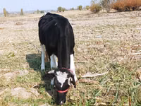 Krava, Russian Black pied cattle — fotografija 5