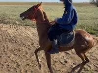 Cavalla, Thoroughbred horse — foto 2