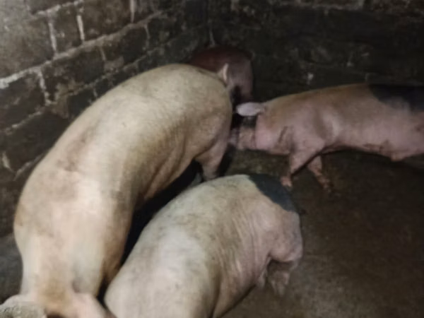 Boar, Pigs — Moldova
