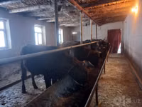 Bull, Cattle — photo 2