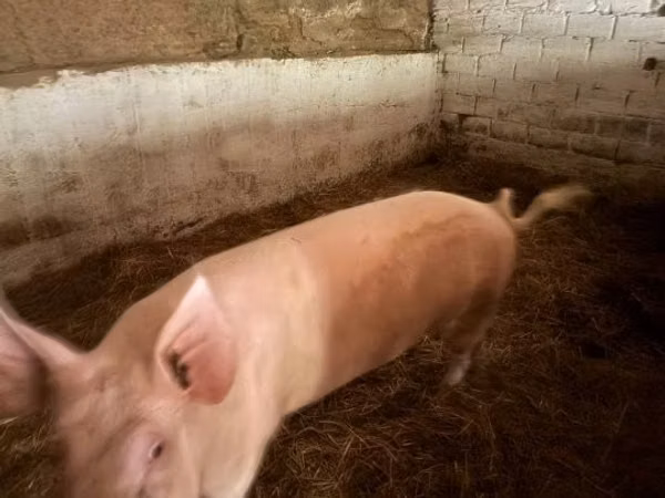 Boar,  — Hungary