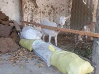 بز ماده, Alpine goat — عکس 2