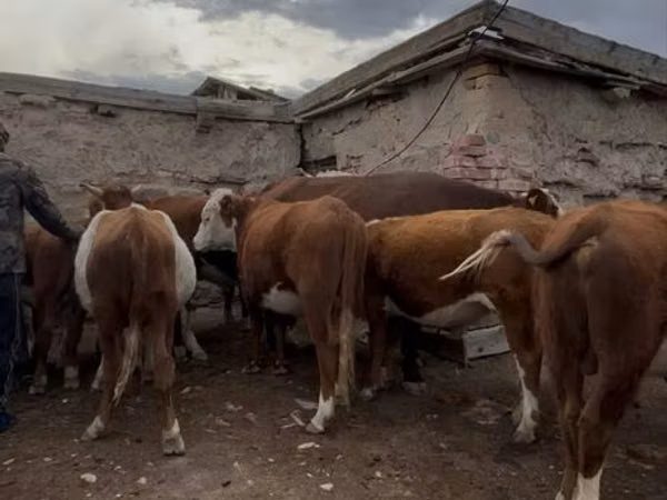 सांड, मवेशी — कज़ाखस्तान