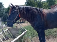 Horse (M), Horses — photo 4