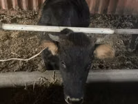 Vaca, Ganado vacuno — foto 1